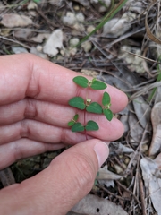 Euphorbia villifera