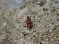 Entomobryomorpha