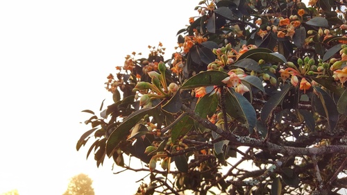 Anneslea fragrans