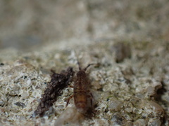 Entomobryomorpha