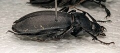 Carabus