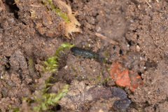 Isotominae