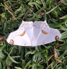 Sericoptera