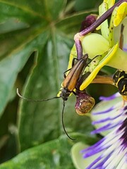 Stenurella melanura