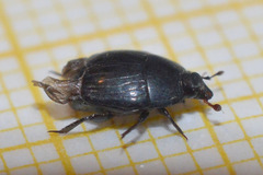 Margarinotus
