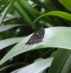 Sangalopsis microleuca