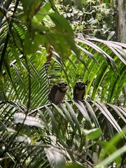 Pulsatrix perspicillata