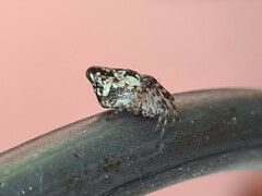 Cyclosa conica