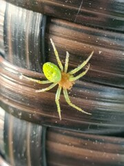 Araniella cucurbitina