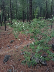 Chamaecytisus prolifer image