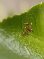 Marengo batheryensis