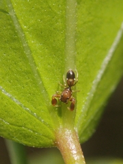 Marengo batheryensis