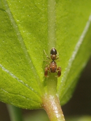 Marengo batheryensis