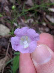 Agalinis strictifolia