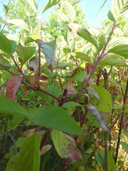 Elsinoe corni