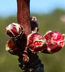 Prunus amygdalus