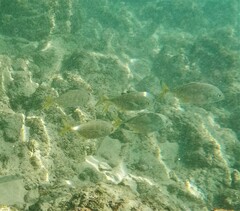 Caranx sexfasciatus