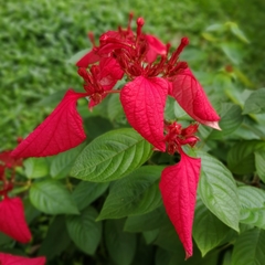 Mussaenda erythrophylla