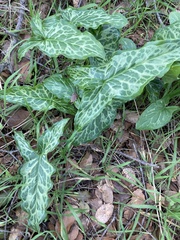 Arum italicum