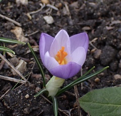 Crocus atticus
