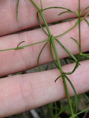 Agalinis strictifolia