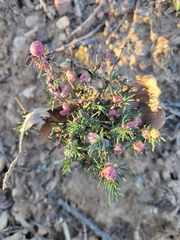 Santolina rosmarinifolia