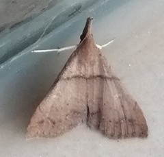 Hypena proboscidalis