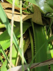 Scinax squalirostris