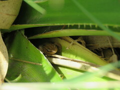 Scinax squalirostris