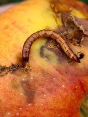 Meracantha contracta