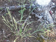 Bromus