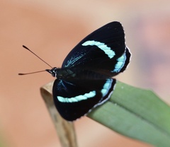 Diaethria neglecta