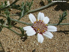 Anthemis tricolor