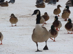 Branta canadensis