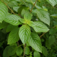 Mussaenda erythrophylla