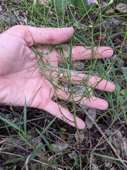 Agalinis strictifolia
