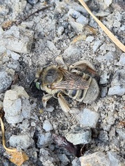 Anthophora bimaculata