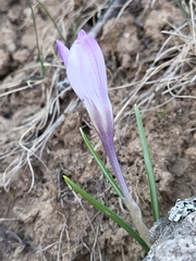 Crocus carpetanus