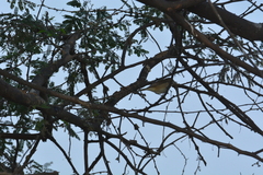 Phylloscopus trochiloides