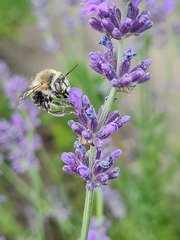 Anthophora quadrimaculata