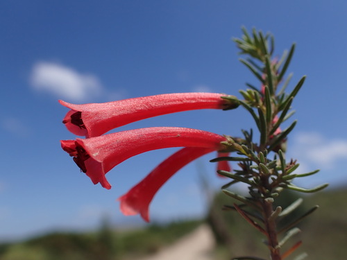 Image of Blood Heath (Erica cruenta) by (c) Ren Hoekstra, some rights reserved (CC BY)