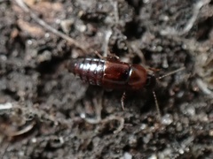 Tachinus corticinus