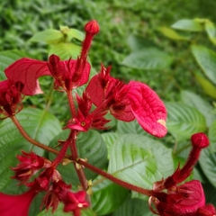 Mussaenda erythrophylla