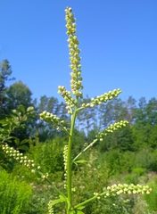 Actaea europaea