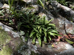 Stenoglottis fimbriata