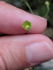 Agalinis strictifolia