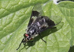 Chrysops mitis