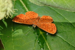 Metacharis ptolomaeus