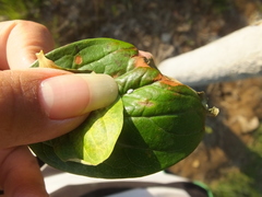 Phenacoccus pergandei