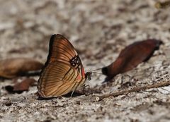 Adelpha mesentina